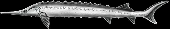 Acipenser Stellatus